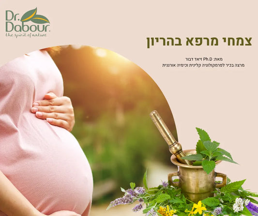 צמחי מרפא בהריון: מדריך מקיף לאישה ההרה – בין מסורת למדע