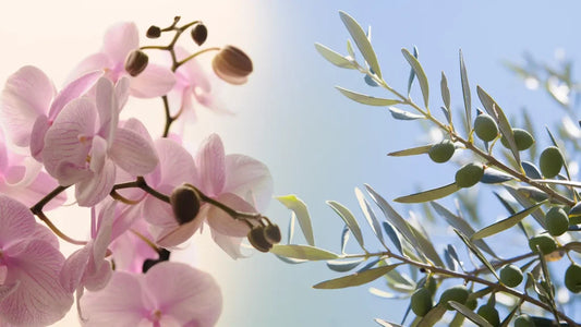 שילוב מנצח – עלה זית וסחלב (אורכידאה)