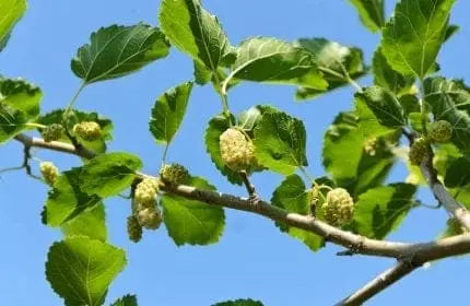 סבתא, עלי תות וקרם הבהרה